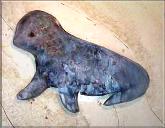 baby monk seal tile mural