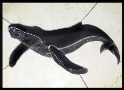 single humpback whale